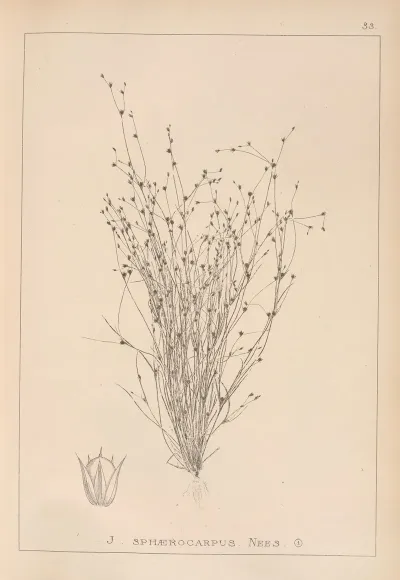 Herbier De La Flore Francaise Pl 1154
