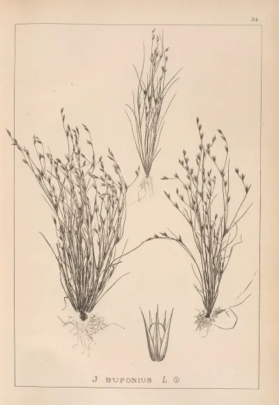 Herbier De La Flore Francaise Pl 1155