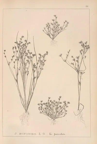 Herbier De La Flore Francaise Pl 1156