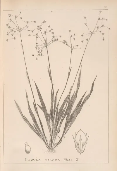 Herbier De La Flore Francaise Pl 1157