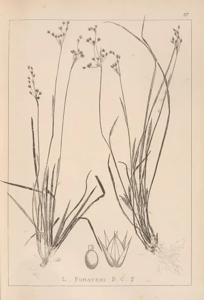 Herbier De La Flore Francaise Pl 1158