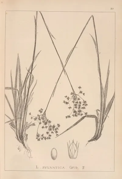 Herbier De La Flore Francaise Pl 1160