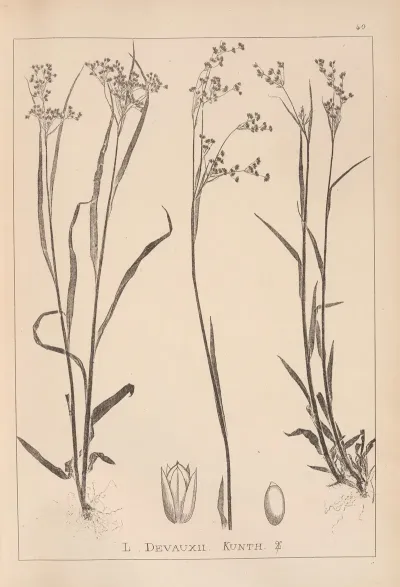 Herbier De La Flore Francaise Pl 1161