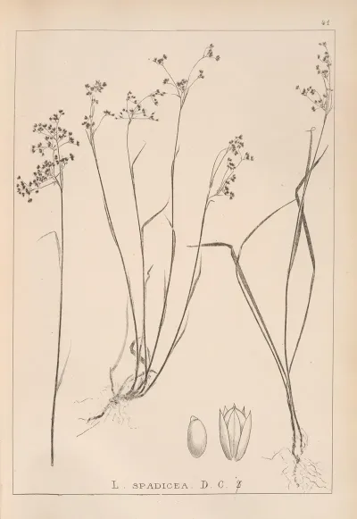 Herbier De La Flore Francaise Pl 1162