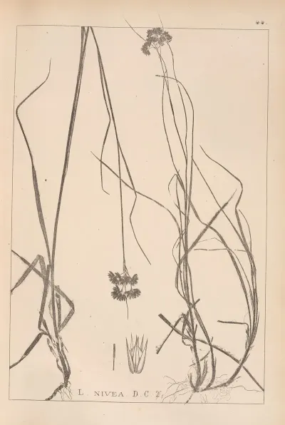 Herbier De La Flore Francaise Pl 1164