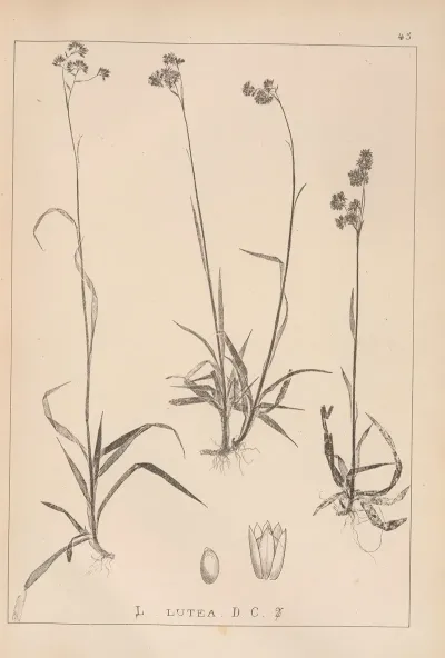 Herbier De La Flore Francaise Pl 1165