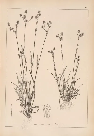 Herbier De La Flore Francaise Pl 1167