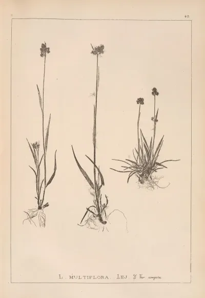 Herbier De La Flore Francaise Pl 1168