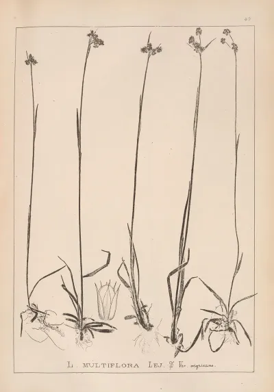 Herbier De La Flore Francaise Pl 1169