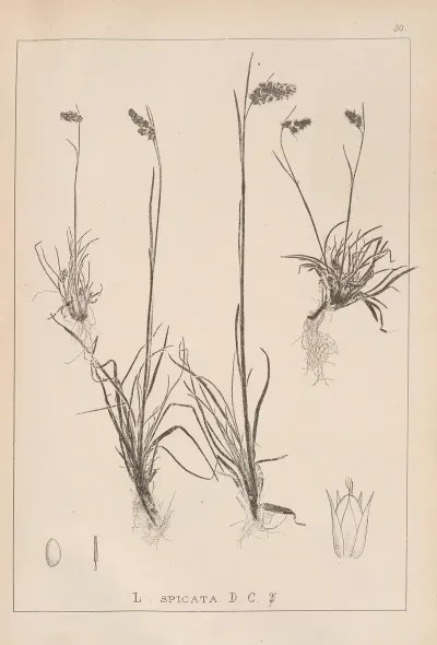Herbier De La Flore Francaise Pl 1170
