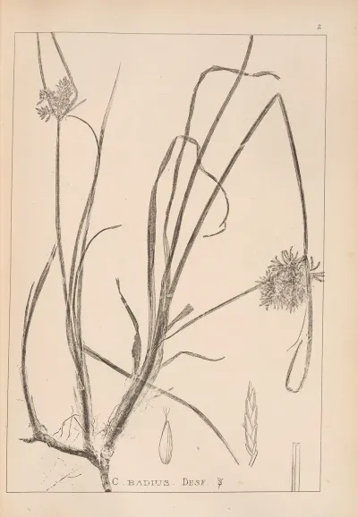 Herbier De La Flore Francaise Pl 1173
