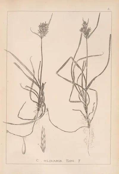 Herbier De La Flore Francaise Pl 1174