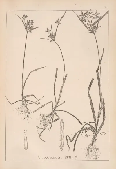 Herbier De La Flore Francaise Pl 1175