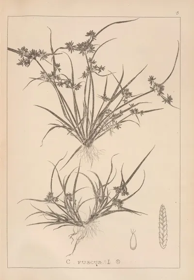 Herbier De La Flore Francaise Pl 1176