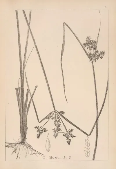 Herbier De La Flore Francaise Pl 1179