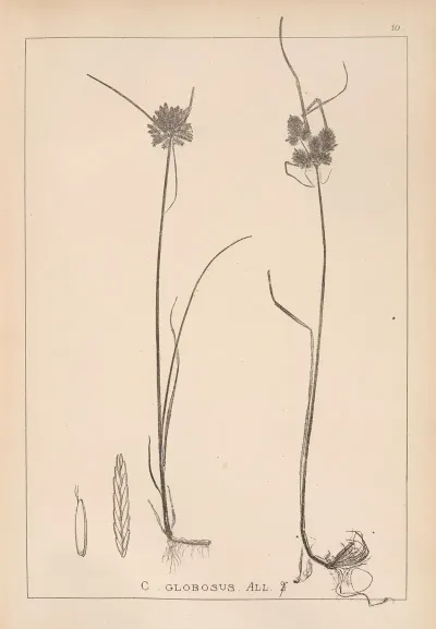 Herbier De La Flore Francaise Pl 1181