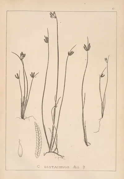Herbier De La Flore Francaise Pl 1182