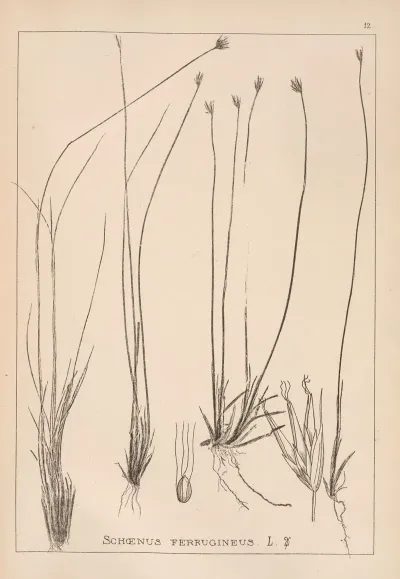Herbier De La Flore Francaise Pl 1183