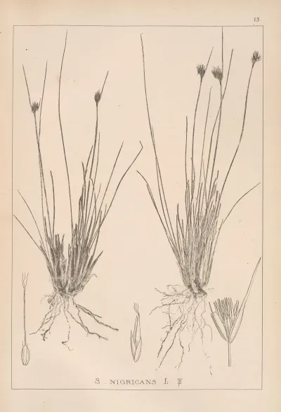 Herbier De La Flore Francaise Pl 1184