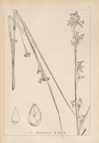 Herbier De La Flore Francaise Pl 1185