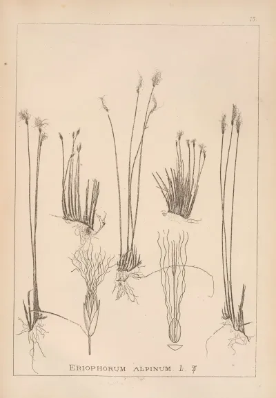 Herbier De La Flore Francaise Pl 1186