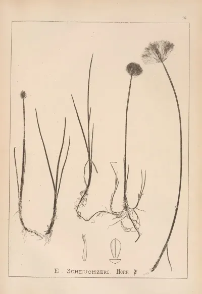 Herbier De La Flore Francaise Pl 1187