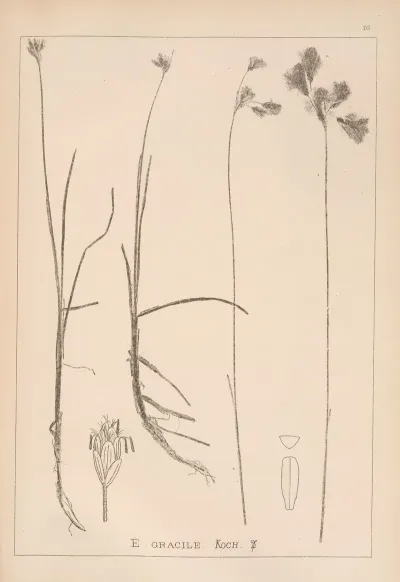 Herbier De La Flore Francaise Pl 1189