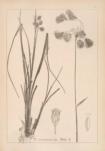 Herbier De La Flore Francaise Pl 1191