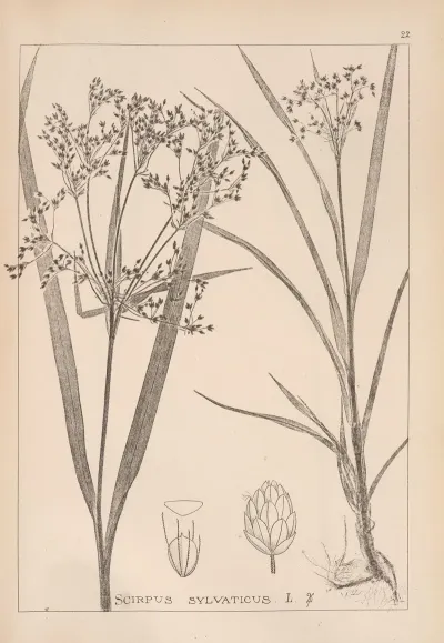 Herbier De La Flore Francaise Pl 1193