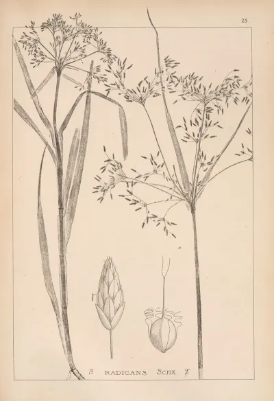 Herbier De La Flore Francaise Pl 1194