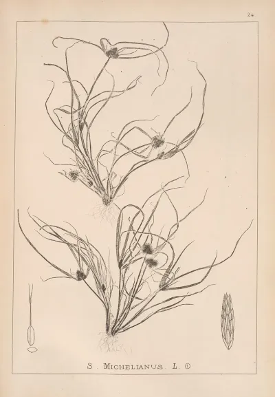 Herbier De La Flore Francaise Pl 1195