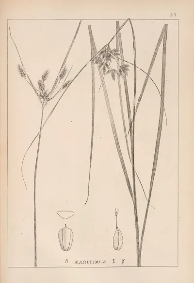 Herbier De La Flore Francaise Pl 1196
