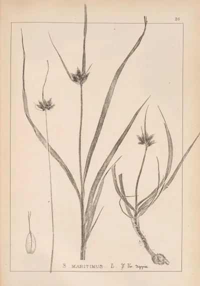 Herbier De La Flore Francaise Pl 1197