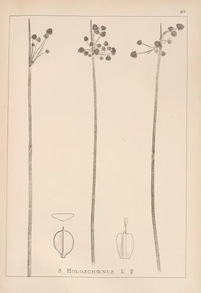 Herbier De La Flore Francaise Pl 1199
