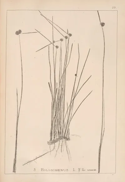Herbier De La Flore Francaise Pl 1200