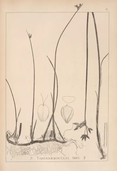 Herbier De La Flore Francaise Pl 1202