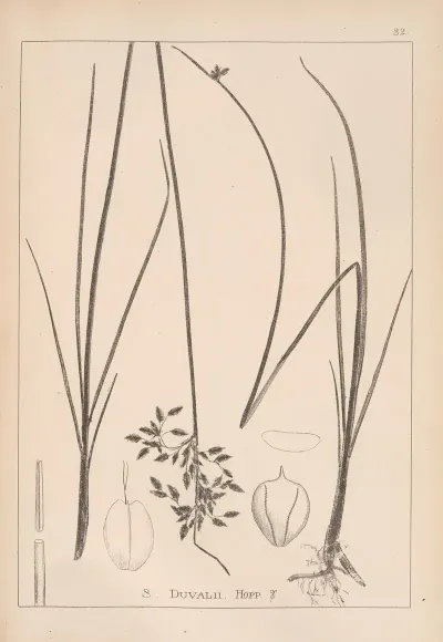Herbier De La Flore Francaise Pl 1203