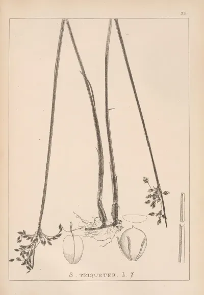 Herbier De La Flore Francaise Pl 1204
