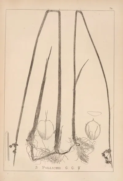 Herbier De La Flore Francaise Pl 1205