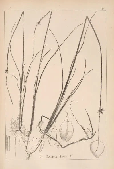 Herbier De La Flore Francaise Pl 1206