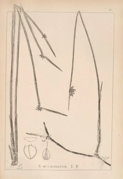 Herbier De La Flore Francaise Pl 1207