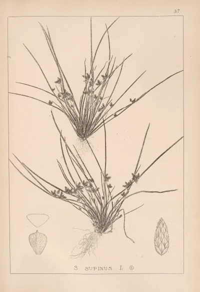 Herbier De La Flore Francaise Pl 1208