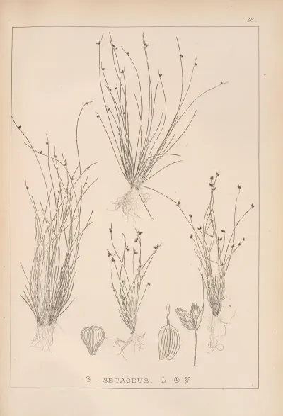 Herbier De La Flore Francaise Pl 1209