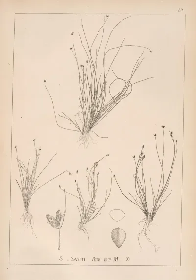 Herbier De La Flore Francaise Pl 1210