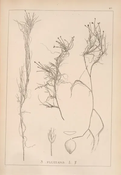 Herbier De La Flore Francaise Pl 1211