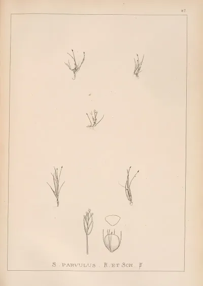 Herbier De La Flore Francaise Pl 1212