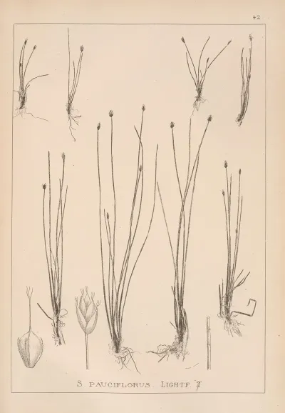 Herbier De La Flore Francaise Pl 1213