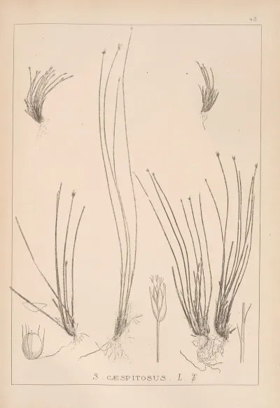 Herbier De La Flore Francaise Pl 1214