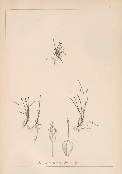 Herbier De La Flore Francaise Pl 1215