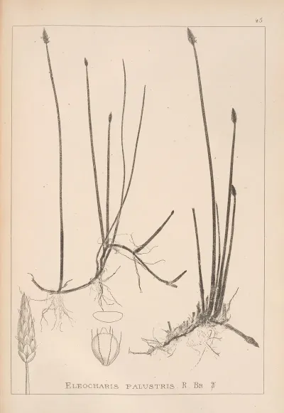 Herbier De La Flore Francaise Pl 1216